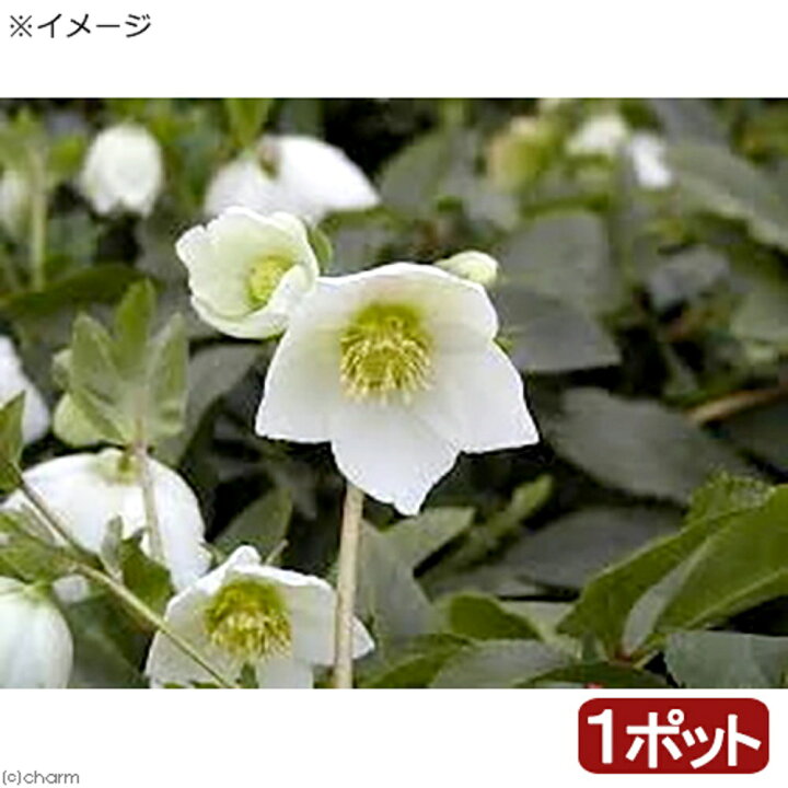 楽天市場 観葉植物 クリスマスローズ スノーホワイト ３号 １ポット 北海道冬季発送不可 Charm 楽天市場店