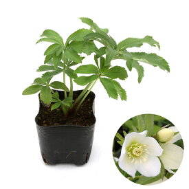 （観葉植物）クリスマスローズ　プチドール　栞　3号（1ポット）