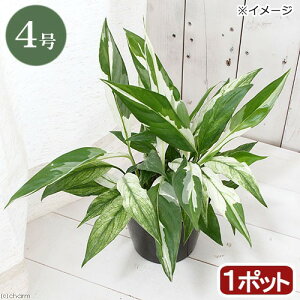 楽天市場 観葉植物 スパティフィラム 斑入り ４号 １鉢 Charm 楽天市場店