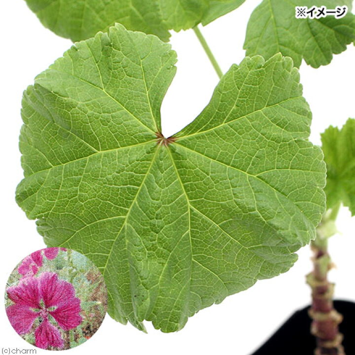 楽天市場 観葉植物 ハーブ苗 マロウ コモンマロウ ３号 １ポット 家庭菜園 北海道冬季発送不可 Charm 楽天市場店