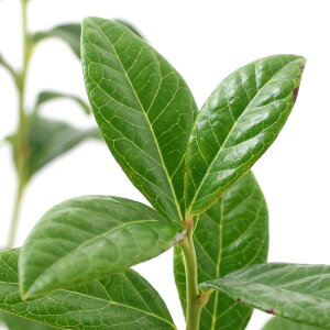 iϗtAjʎc@u[x[@u[Nbv@m[UnCubVn@5i1|bgj@ƒ؉@ʕ@t[c