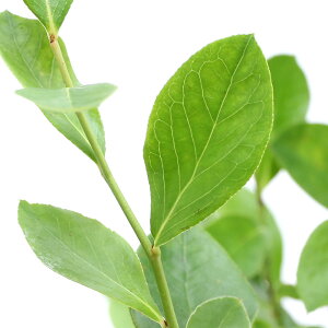 iϗtAjʎc@u[x[@pE_[u[@rbgACn@5i1|bgj@ƒ؉@ʕ@t[c