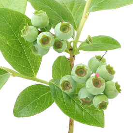 （観葉植物）果樹苗　ブルーベリー　はやばや星　ノーザンハイブッシュ系　4．5号（1ポット）　家庭菜園【HLS_DU】