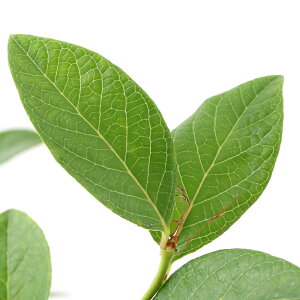 iϗtAjʎc@u[x[@GUxX@m[UnCubVn@5i1|bgj@ƒ؉@ʕ@t[c