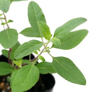 iϗtAjn[uc@Z[W@`F[Z[W@zbgbvX@3i1|bgj@ƒ؉