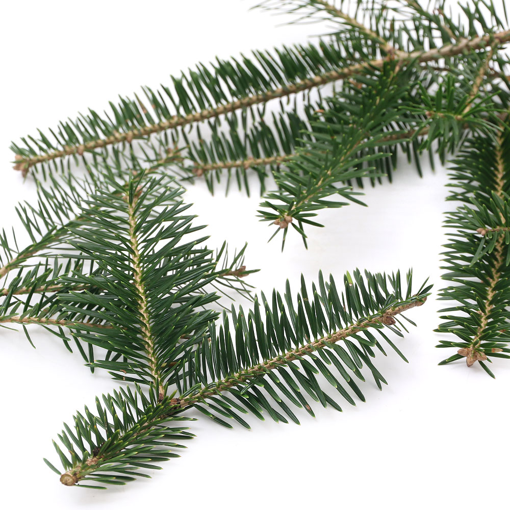 観葉植物 もみの木 切り枝 長さ１５～２０ｃｍ ４～６本 サービス 自然素材 スワッグ ご予約品 １セット リース クリスマス