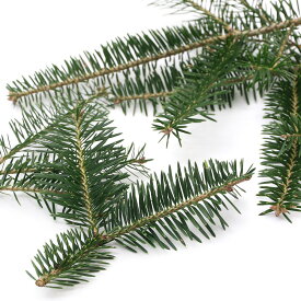 （観葉植物）もみの木　切り枝　長さ15～20cm　4～6本（1セット）　本物　自然素材　スワッグ　リース　クリスマス　インテリア【HLS_DU】