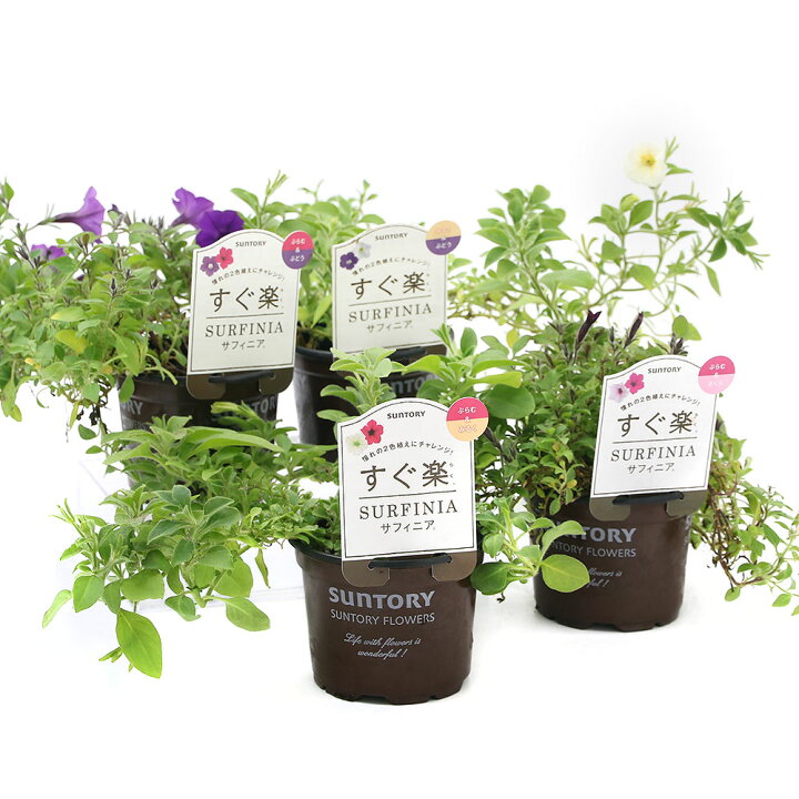 楽天市場 観葉植物 訳あり品 サントリー すぐ楽サフィニア 花色おまかせ 3 5号 1鉢 北海道冬季発送不可 Charm 楽天市場店 楽天市場 観葉植物 訳あり品 サントリー すぐ楽サフィニア 花色おまかせ 3 5号 1鉢 北海道冬季発送不可 Charm 楽天市場店