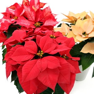 iϗtAj|CZ`A@ԐF܂@4i1j