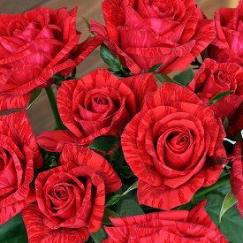 楽天市場 深紅 薔薇苗の通販 楽天市場 深紅 薔薇苗の通販