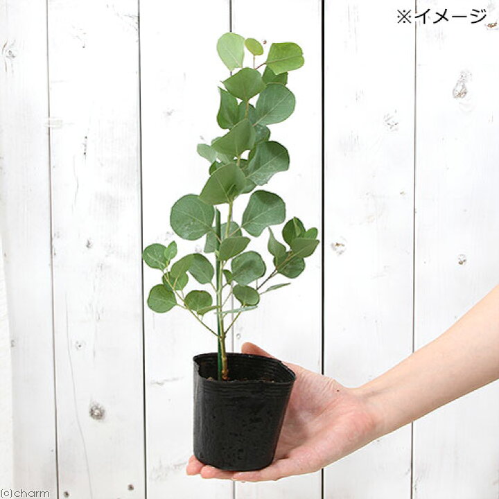 楽天市場 観葉植物 クリスマスローズ 氷の薔薇 ブルネロ ５号 １鉢 Charm 楽天市場店