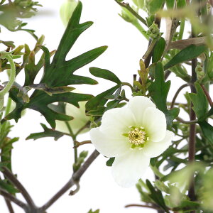 クレマチス 冬の人気商品 通販 価格比較 価格 Com