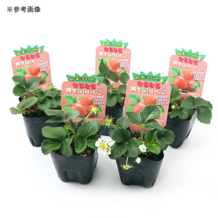 100 安い 観葉植物 野菜苗 イチゴ なるあま四季成りイチゴ ペチカ ３ ５号 １ポット 家庭菜園 いちご苗 Arizonavmlc Org