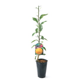 楽天市場 花柚子 鉢植えの通販