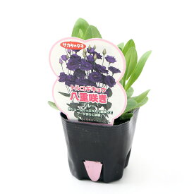 楽天市場 トルコキキョウ 八重 紫 花 ガーデン Diy の通販