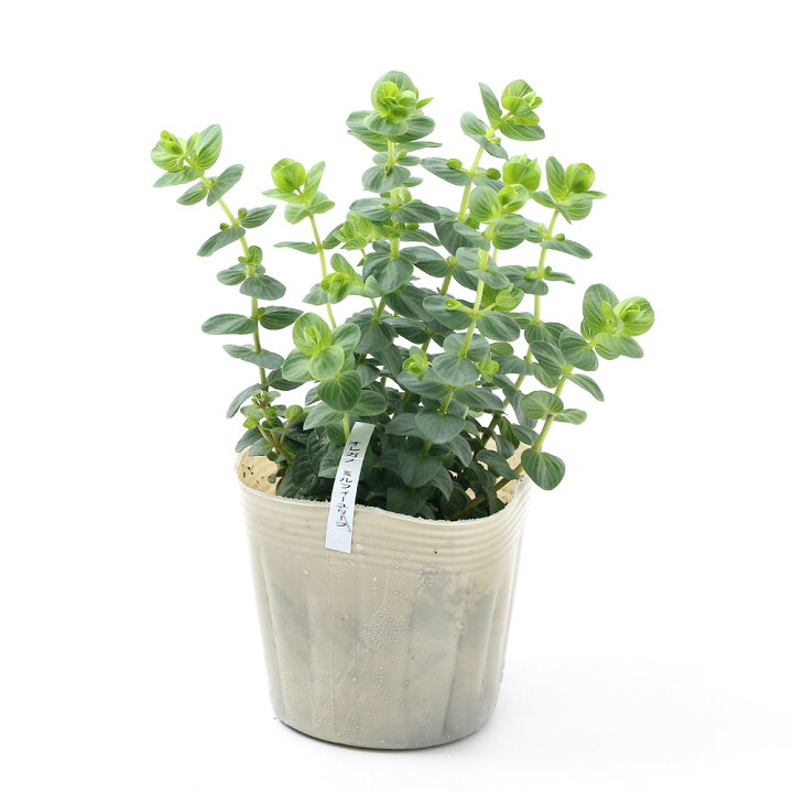 159円 新作ウエア 観葉植物 ハーブ苗 オレガノ ケントビューティー ３号 １ポット 家庭