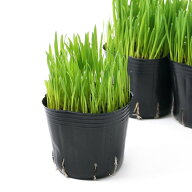 （観葉植物）長さで選べる　ペットグラス　燕麦（短め）　3号（1ポット）　無農薬