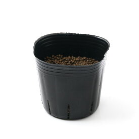 （観葉植物）長さで選べる　ペットグラス　燕麦（発芽前）　3号（1ポット）　無農薬