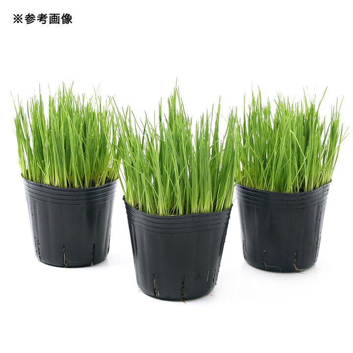 市場】(観葉植物)イタリアンライグラス 3号(1ポット) PVP 無農薬 : charm 市場店 市場】(観葉植物)イタリアンライグラス 3号(1ポット) PVP 無農薬 : charm 市場店