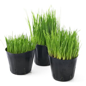 iϗtAjőIׂ@C^ACOXi߁EʁEZ߁j@3ie1|bgj@_