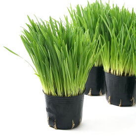 （観葉植物）ペットグラス　燕麦　ネコちゃんの草　3号（3ポット）　無農薬