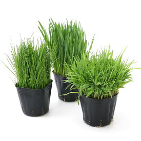 （観葉植物）やわらか生牧草お試し3種（ペットグラス・イタリアンライグラス・スーダングラス）（1セット）　猫草　無農薬
