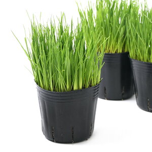 iϗtAjC^ACOX@̑@3i5|bgj@PVP@L@_