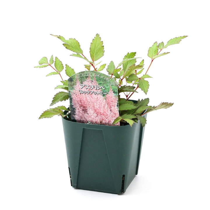 楽天市場 観葉植物 アスチルベ ルックアットミー ４号 １鉢 宿根草 北海道冬季発送不可 Charm 楽天市場店