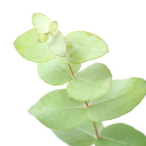 楽天市場 観葉植物 ユーカリ ブリッジシアナ ４号 １ポット Charm 楽天市場店