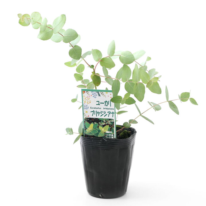 楽天市場 観葉植物 ユーカリ ブリッジシアナ アップルボックス ４号 １ポット 家庭菜園 北海道冬季発送不可 Charm 楽天市場店