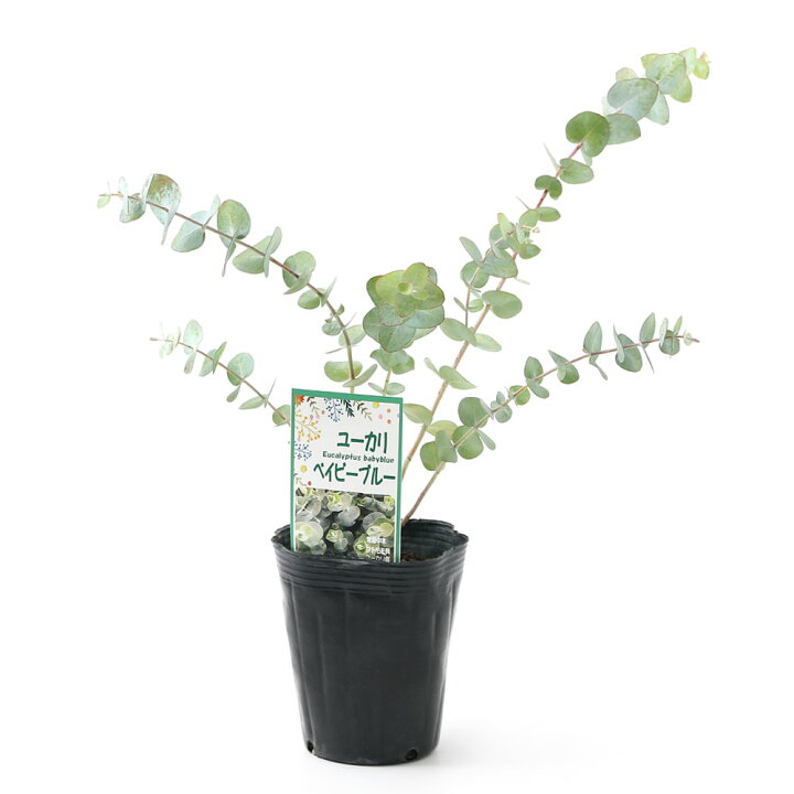 楽天市場 観葉植物 ユーカリ ベイビーブルー ４号 １ポット Charm 楽天市場店