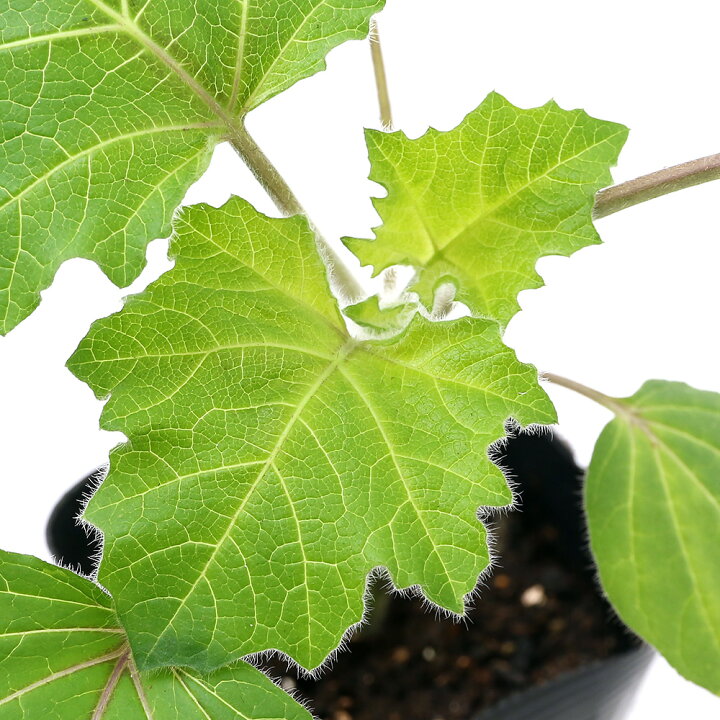 楽天市場 観葉植物 ソラナム フォックスフェイス ３ ５号 １ポット 北海道冬季発送不可 Charm 楽天市場店