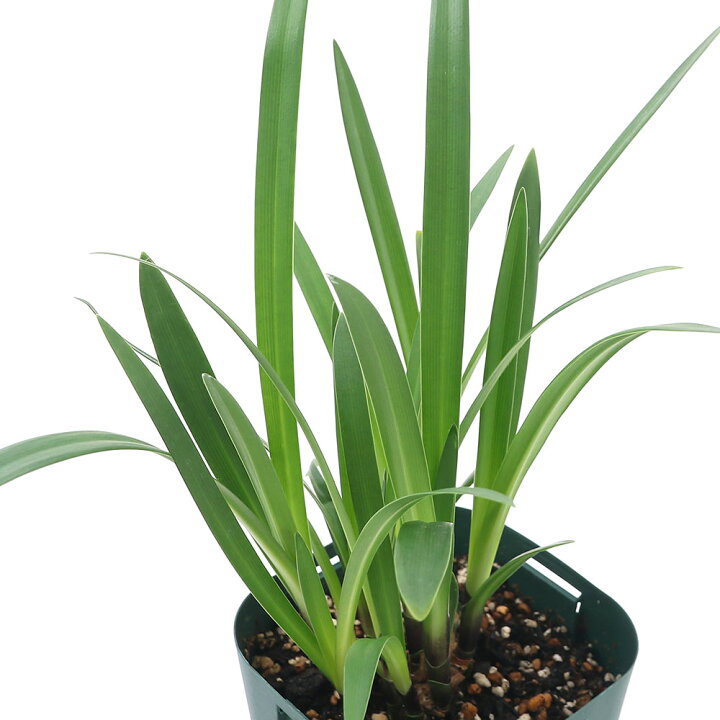 楽天市場 観葉植物 アガパンサス ブリッツプレステージ ４号 １鉢 宿根草 Charm 楽天市場店