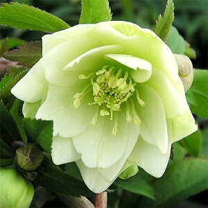 iϗtAjNX}X[Y@v`h[@@3i1|bgj@PVP@o^i