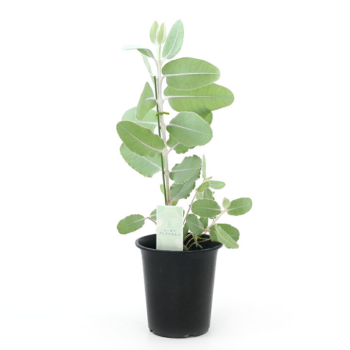 楽天市場 観葉植物 ユーカリ プレウロカルパ テトラゴナ ４号 １鉢 Charm 楽天市場店