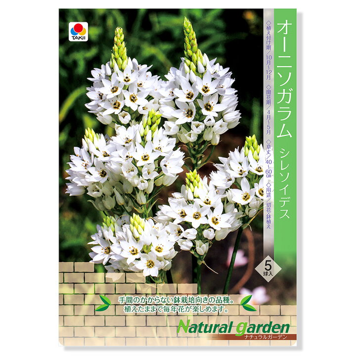 楽天市場 観葉植物 オーニソガラム球根 シレソイデス ５球詰 １袋 切り花向き ナチュラルガーデン Charm 楽天市場店