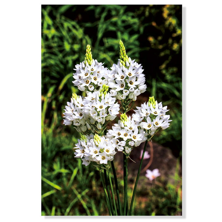 楽天市場 観葉植物 オーニソガラム球根 シレソイデス ５球詰 １袋 切り花向き ナチュラルガーデン Charm 楽天市場店