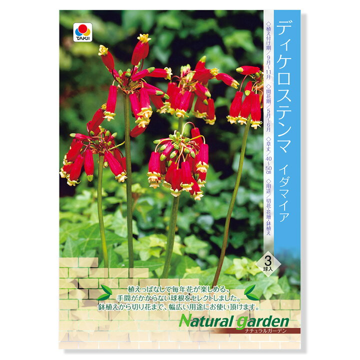 楽天市場 観葉植物 ディケロステンマ球根 イダマイア ３球詰 １袋 切り花向き ナチュラルガーデン Charm 楽天市場店