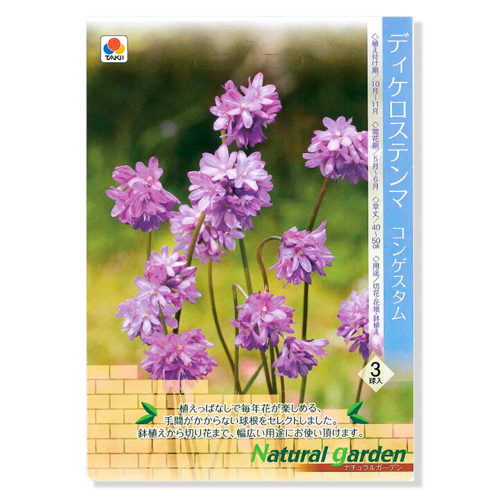 絶妙なデザイン 観葉植物 ユリ球根 カメレオン １球詰 １袋 Riosmauricio Com
