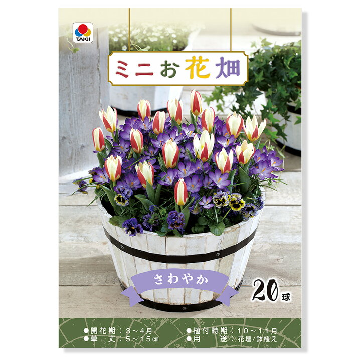 楽天市場 観葉植物 チューリップ球根 ミニお花畑 さわやか ２０球詰 １袋 北海道冬季発送不可 Charm 楽天市場店