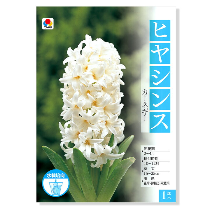 楽天市場 観葉植物 ヒヤシンス球根 水栽培用ヒヤシンス カーネギー ３球 Charm 楽天市場店