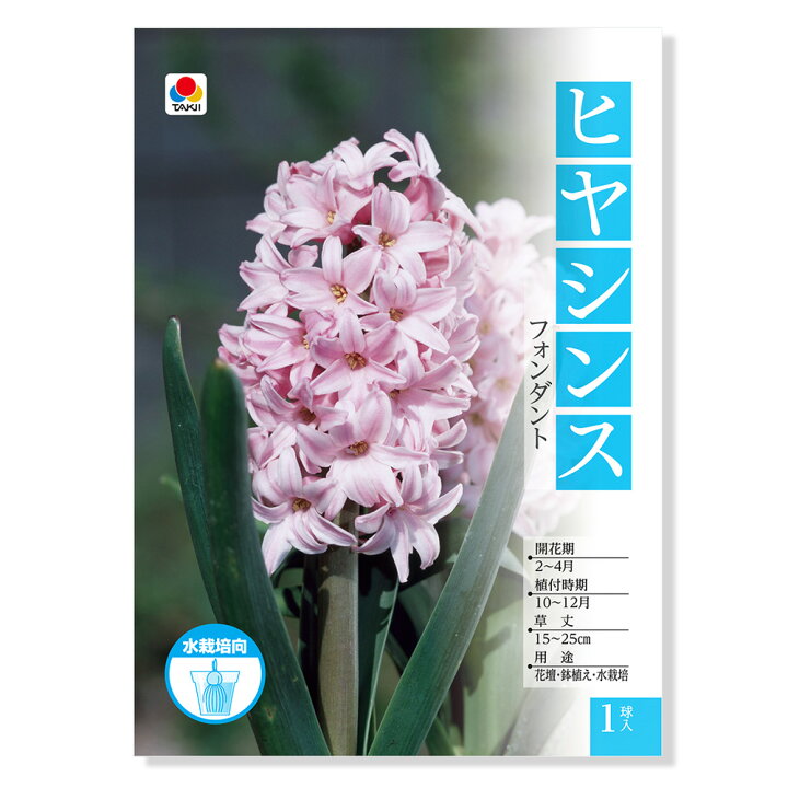 楽天市場 観葉植物 ヒヤシンス球根 水栽培用ヒヤシンス フォンダント １球 Charm 楽天市場店