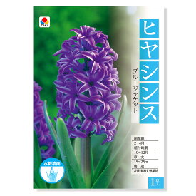 楽天市場 ヒヤシンス 球根 ガーデニング 農業 花 ガーデン Diyの通販