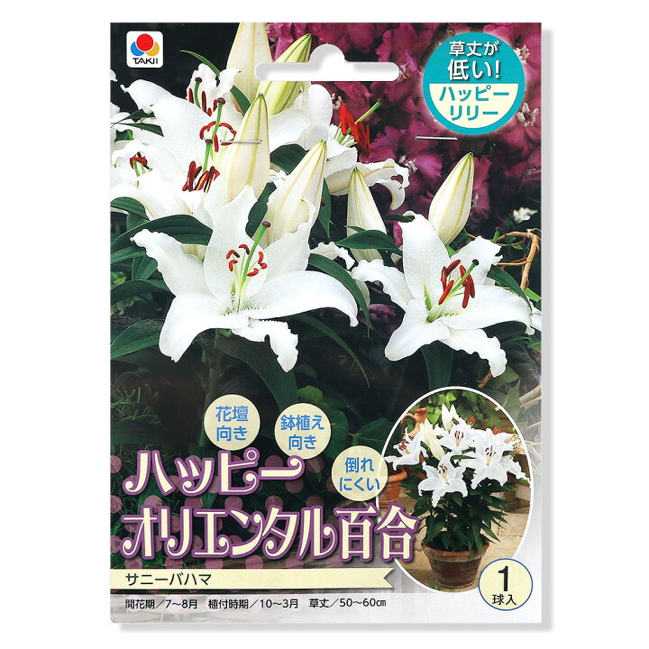 楽天市場 観葉植物 ユリ球根 ハッピーオリエンタルリリー サニーバハマ １球詰 １袋 Charm 楽天市場店