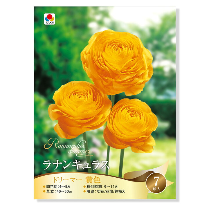 楽天市場 観葉植物 ラナンキュラス球根 ドリーマー 黄色 ７球詰 １袋 Charm 楽天市場店