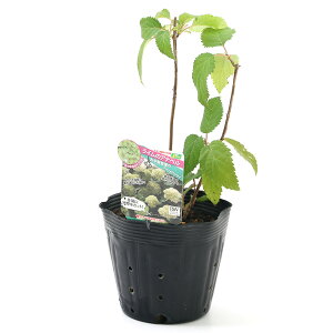 観葉植物 5号 生花の人気商品 通販 価格比較 価格 Com