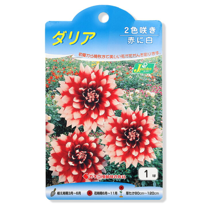 楽天市場 観葉植物 球根 ダリア球根 ２色咲き 赤に白 １球詰 １袋 雪椿 Charm 楽天市場店