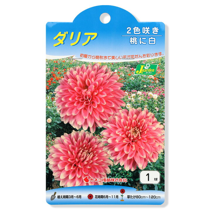 楽天市場 観葉植物 球根 ダリア球根 ２色咲き 桃に白 １球詰 １袋 メミー Charm 楽天市場店