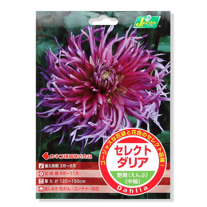 楽天市場 観葉植物 ダリア球根 セレクトダリア 艶舞 えんぶ １球詰 １袋 Charm 楽天市場店