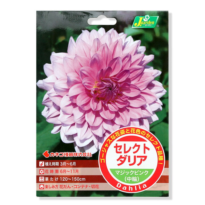 楽天市場 観葉植物 ダリア球根 セレクトダリア マジックピンク １球詰 １袋 Charm 楽天市場店